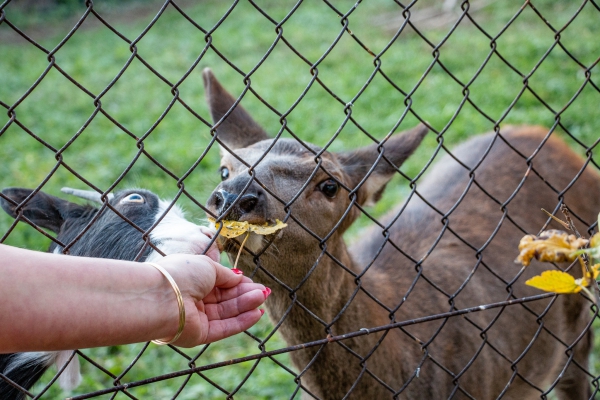 Nasze mini zoo